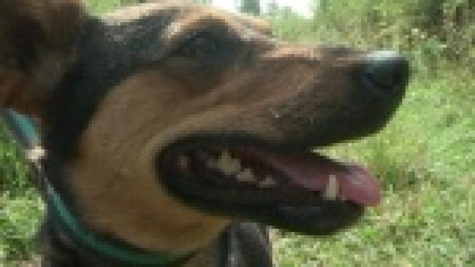 Акция "Ищу тебя, хозяин"