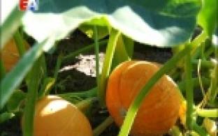 Уральское лето в нарушение всех климатических традиций августа, по-прежнему удерживает жаркую сухую погоду