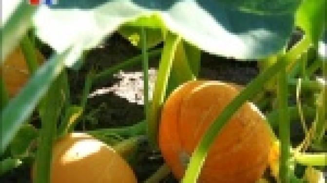 Уральское лето в нарушение всех климатических традиций августа, по-прежнему удерживает жаркую сухую погоду