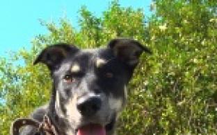 Акция "Ищу тебя, хозяин"