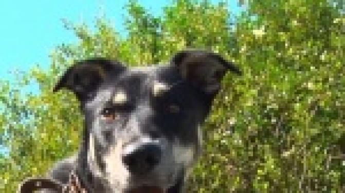 Акция "Ищу тебя, хозяин"