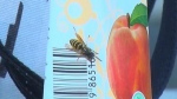 Слишком много ос этим летом