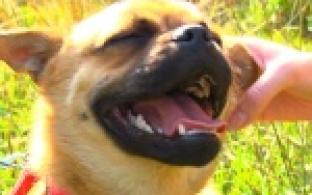 Акция "Ищу тебя, хозяин"