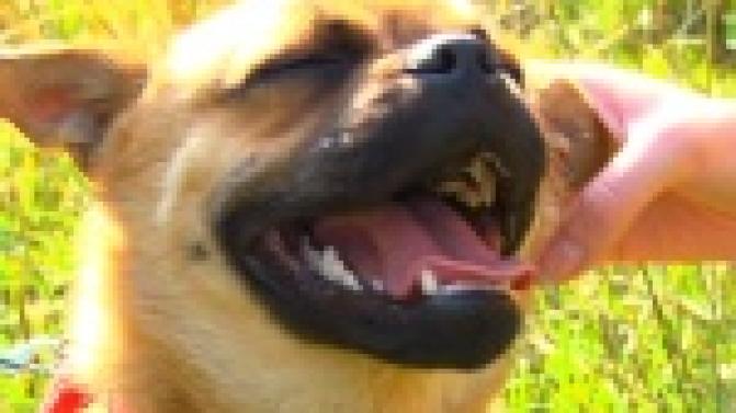 Акция "Ищу тебя, хозяин"