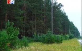 Незаконно рубить лес в Первоуральске стали меньше