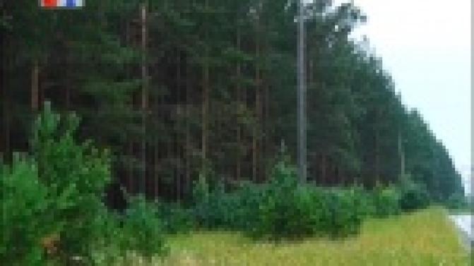 Незаконно рубить лес в Первоуральске стали меньше