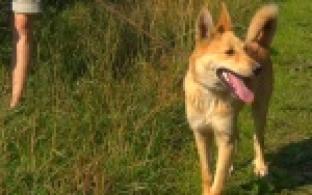 Акция "Ищу тебя, хозяин"