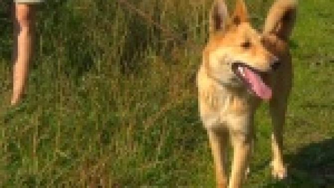 Акция "Ищу тебя, хозяин"