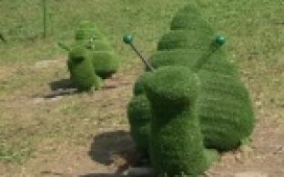 Уже полюбившаяся горожанам достопримечательность города - топиарии - подвергаются нападкам вандалов