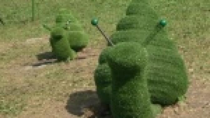 Уже полюбившаяся горожанам достопримечательность города - топиарии - подвергаются нападкам вандалов