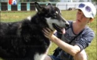 Сохранить лес и помочь бездомным животным намерены волонтёры Первоуральска