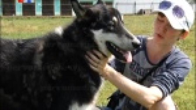 Сохранить лес и помочь бездомным животным намерены волонтёры Первоуральска