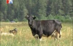 Любимое место отдыха первоуральцев превратилось в свалку