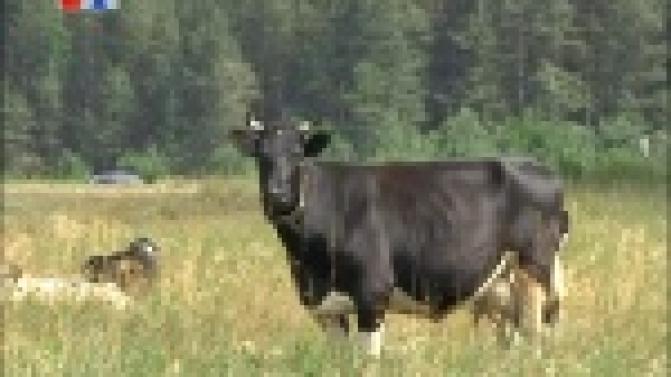 Любимое место отдыха первоуральцев превратилось в свалку