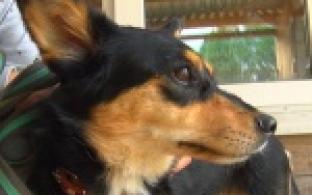 Акция "Ищу тебя, хозяин"