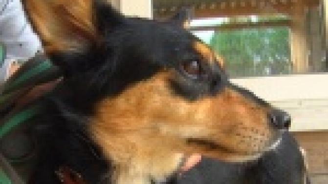 Акция "Ищу тебя, хозяин"