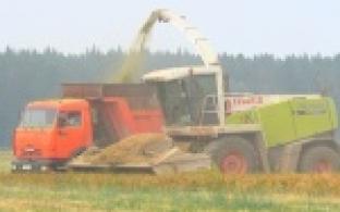 Жаркое лето подарило первые плоды