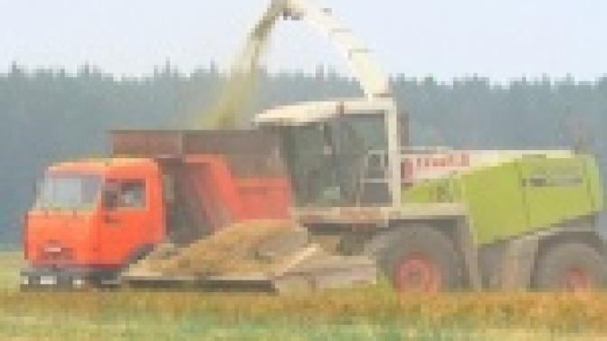 Жаркое лето подарило первые плоды