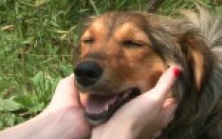 Акция "Ищу тебя, хозяин"