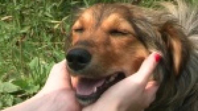 Акция "Ищу тебя, хозяин"