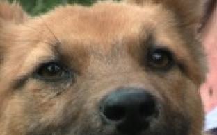 Акция "Ищу тебя, хозяин"