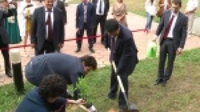 На аллее мира появились несколько новых саженцев