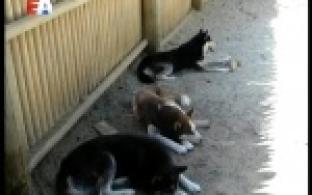 Последние несколько недель температура воздуха практически не опускается ниже двадцати пяти градусов