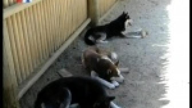 Последние несколько недель температура воздуха практически не опускается ниже двадцати пяти градусов