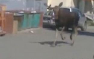 Свидетелем необычной спасательной операции стали первоуральцы