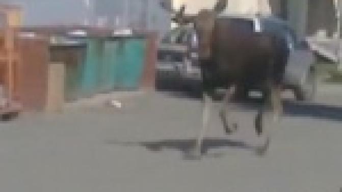 Свидетелем необычной спасательной операции стали первоуральцы