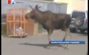 Раненый лось напугал накануне первоуральцев