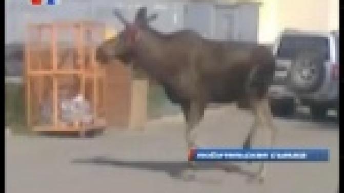 Раненый лось напугал накануне первоуральцев