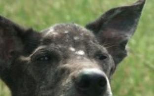 Акция "Ищу тебя, хозяин"