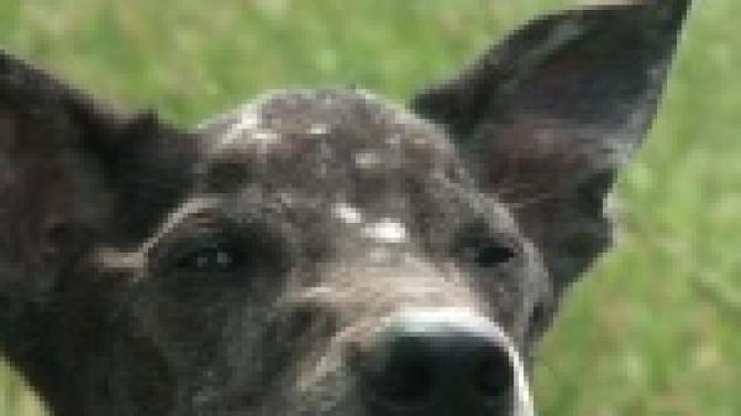 Акция "Ищу тебя, хозяин"