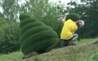 В городе продолжили установку топиариев