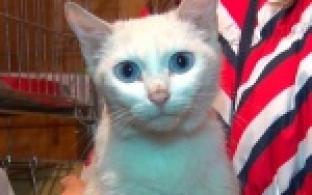 Акция "Ищу тебя, хозяин"