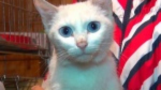 Акция "Ищу тебя, хозяин"