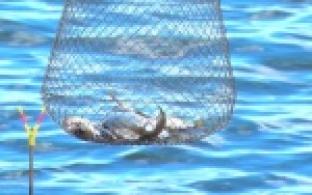 Нижний пруд облюбовали рыбаки со всей Свердловской области