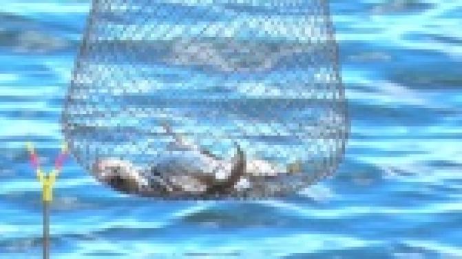 Нижний пруд облюбовали рыбаки со всей Свердловской области