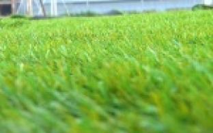 Зазеленело....