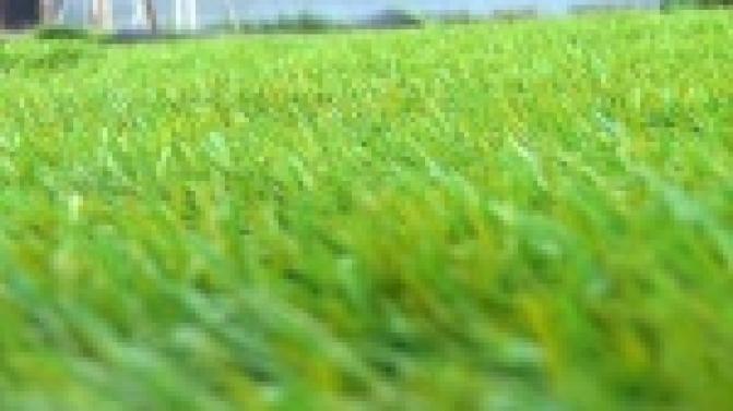 Зазеленело....