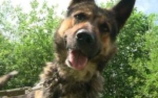 "Ищу тебя, хозяин"