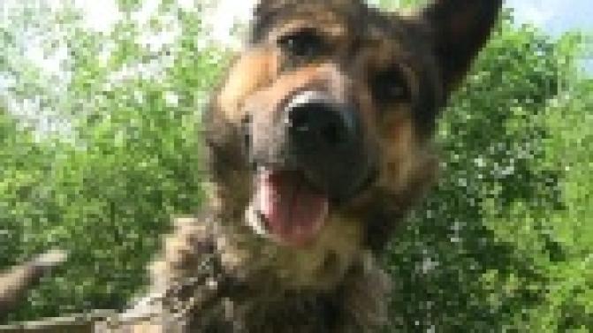 "Ищу тебя, хозяин"