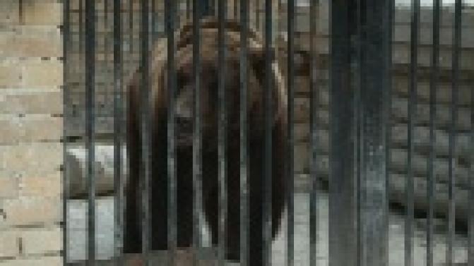 Медведь - предсказатель