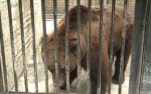 Медведь - предсказатель