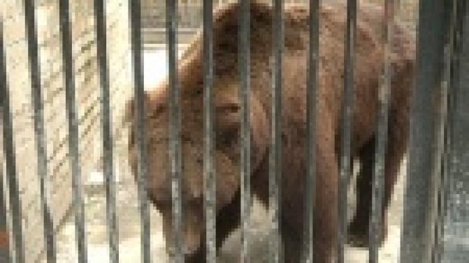 Медведь - предсказатель