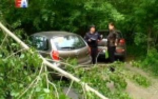 Упавшая ветка тополя едва не убила несколько человек, в том числе восьмимесячную девочку