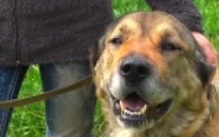 Акция "Ищу тебя, хозяин"