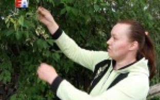 Странную шутку сыграла природа с жителями поселка Пильная