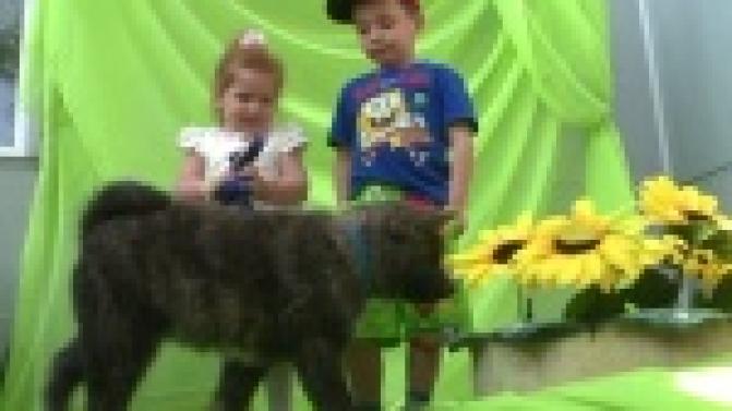 Фотографировались с экзотическими собаками и готовили оригинальные десерты